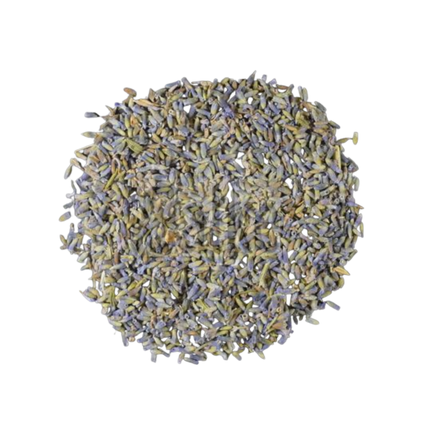 Lavendelblüten angustifolia la blau BIO