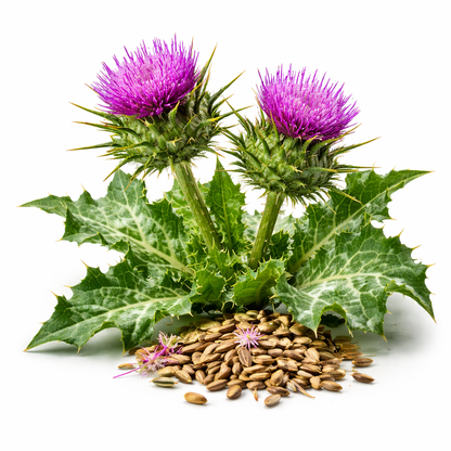 Superfood - Mariendistelsamen BIO gemahlen